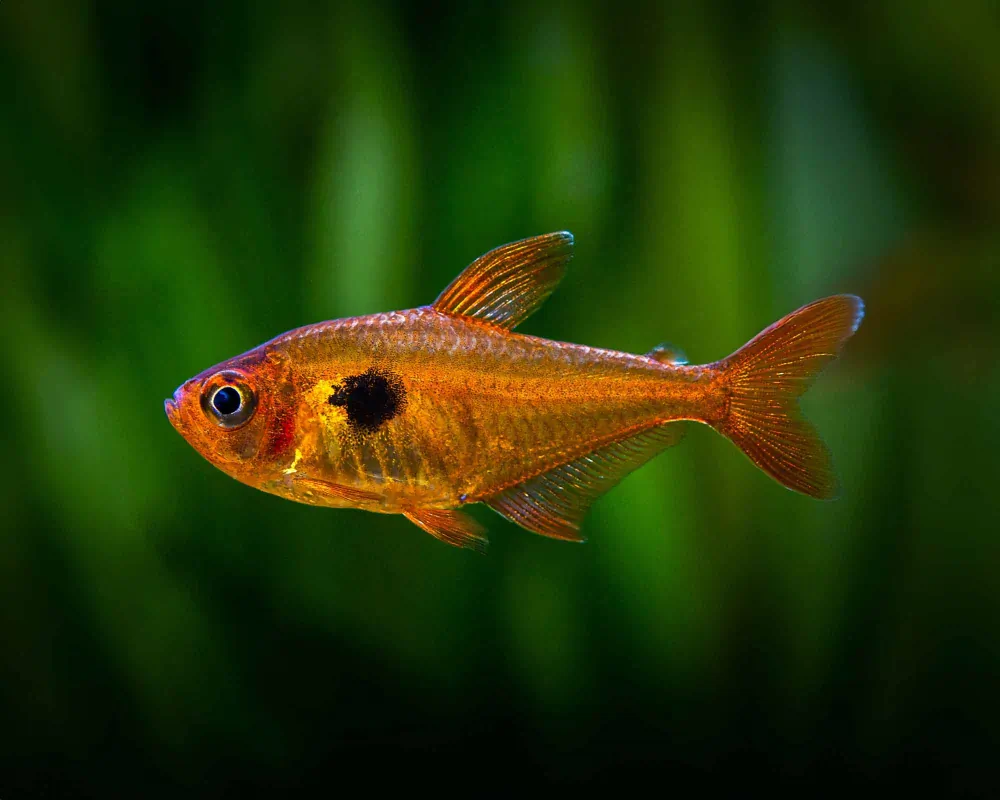 Hyphessobrycon serpae (Serpae Tetra)